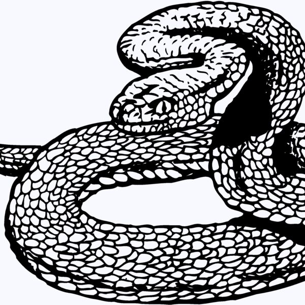SNAKE012 Thumbnail