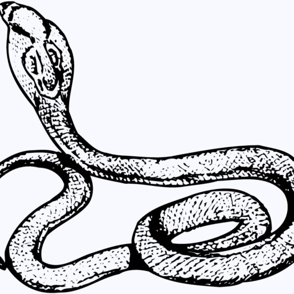 SNAKE014 Thumbnail