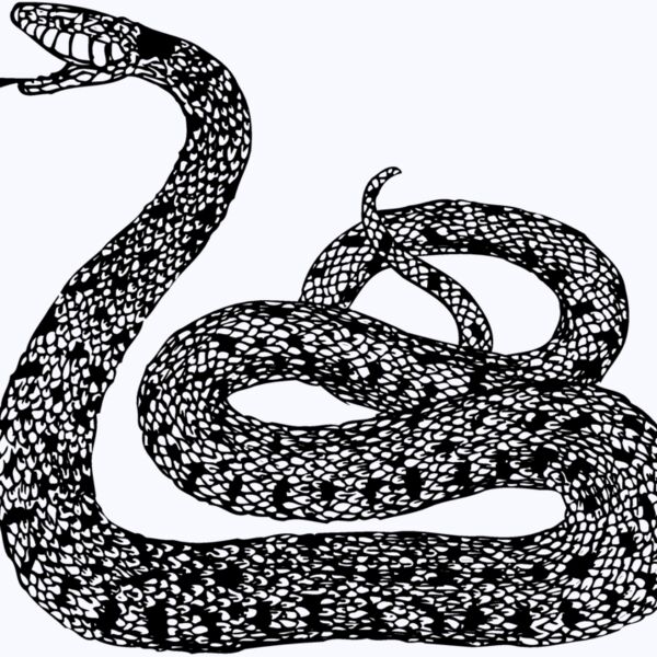 SNAKE015 Thumbnail