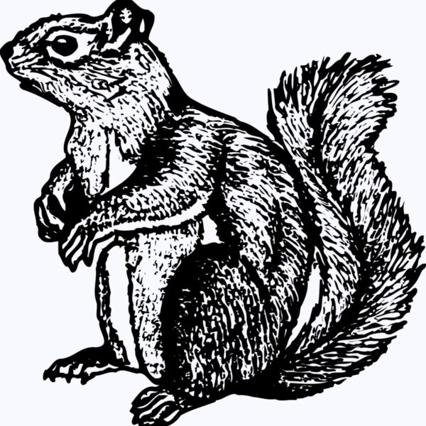 SQUER003 Thumbnail