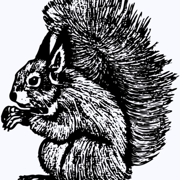 SQUER005 Thumbnail