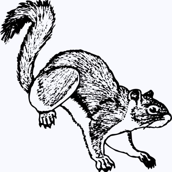SQUER006 Thumbnail