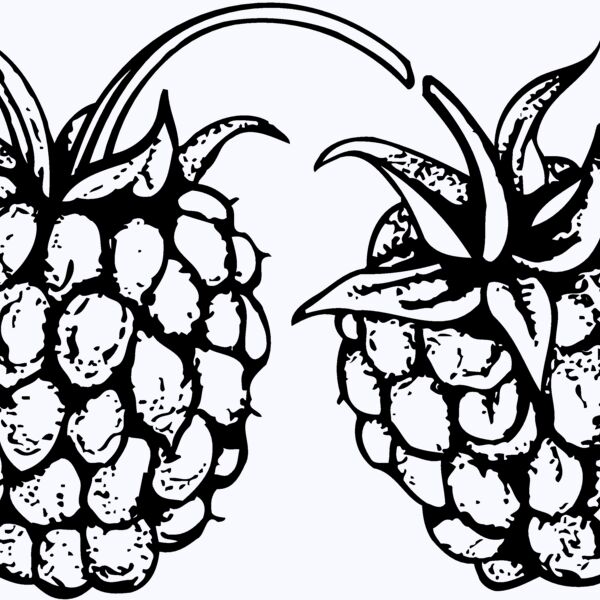 FRUIT032 Thumbnail