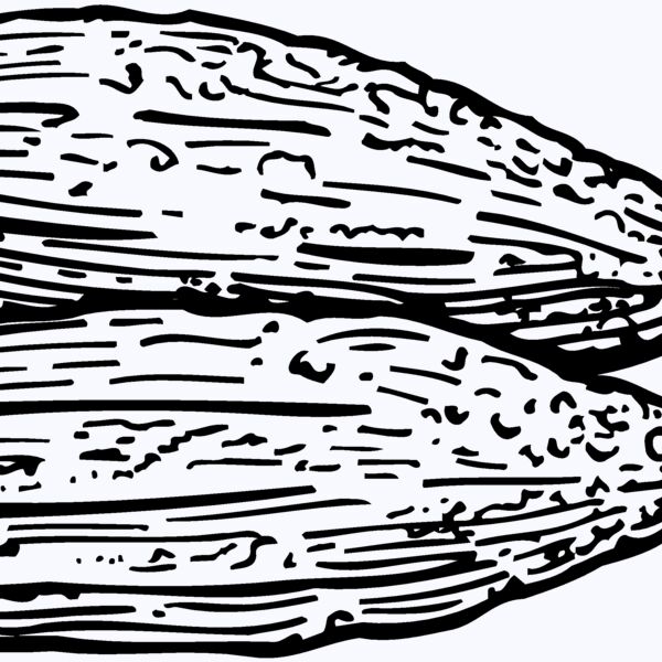 VEG005 Thumbnail