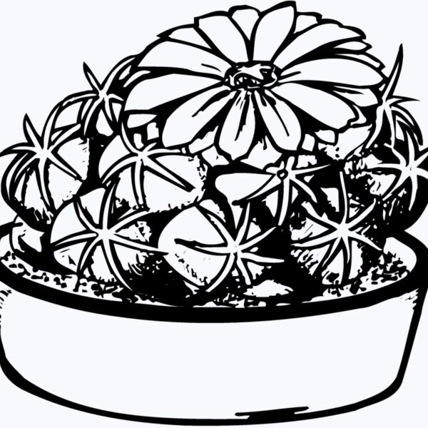 CACTUS02 Thumbnail