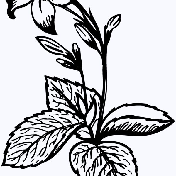 FLOWER06 Thumbnail