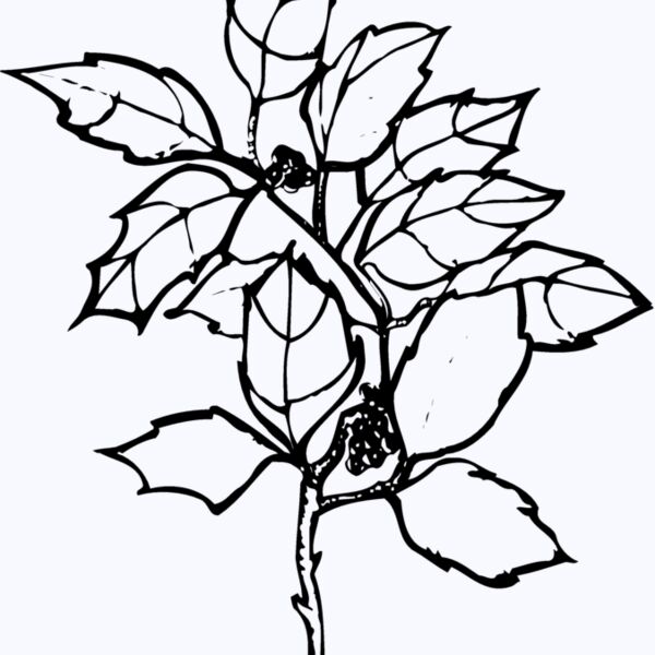 FLOWER08 Thumbnail