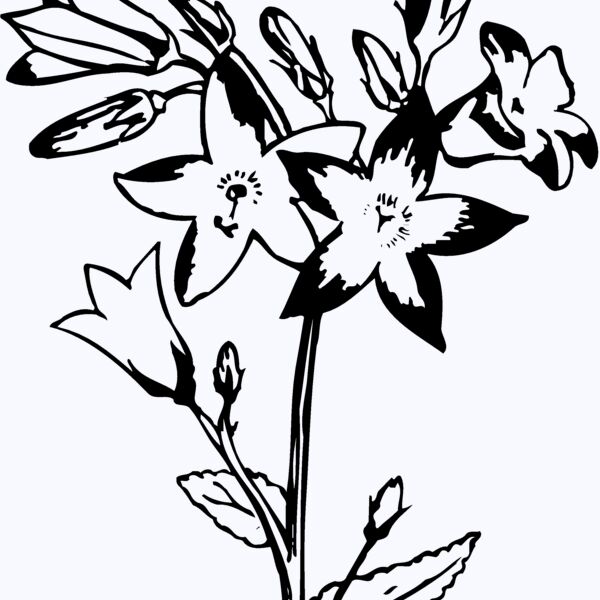 FLOWER25 Thumbnail