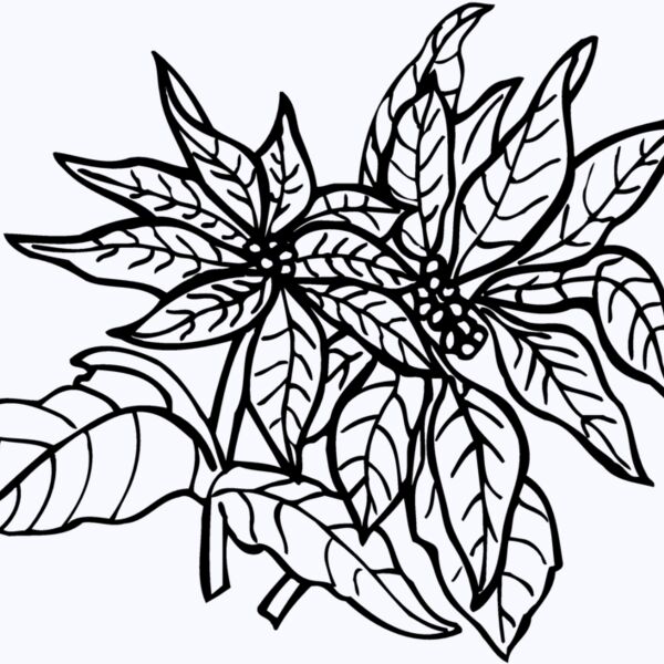 FLOWER29 Thumbnail