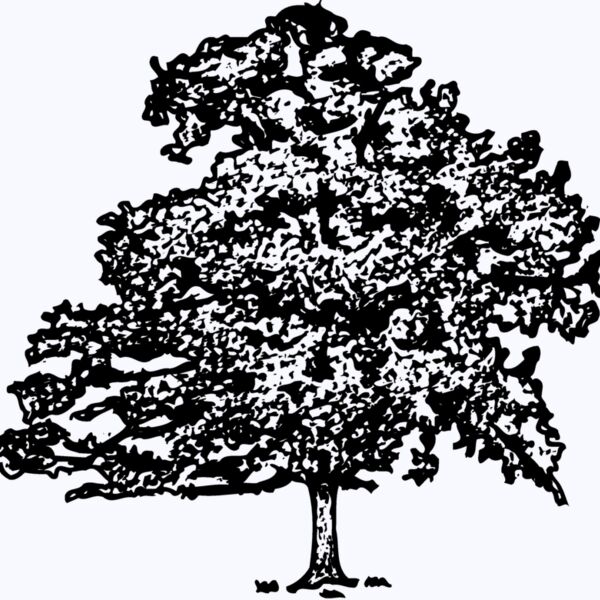 TREE0013 Thumbnail