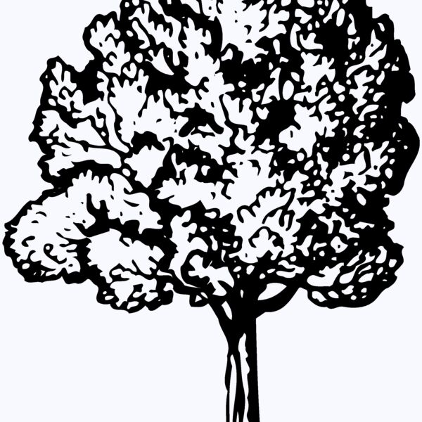 TREE0017 Thumbnail