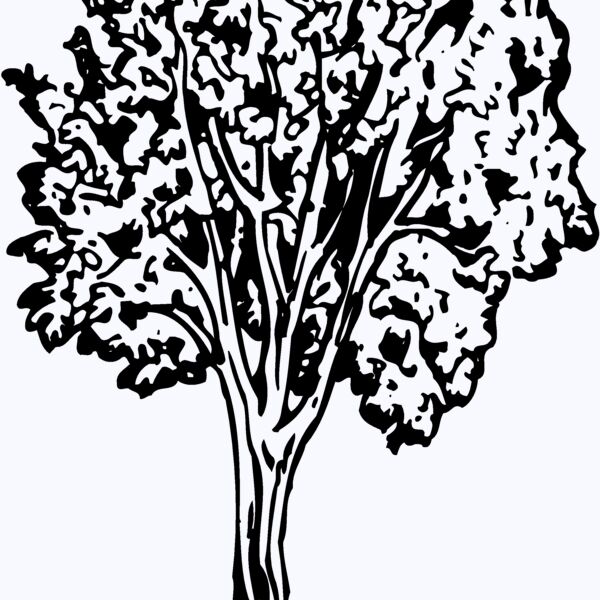 TREE0024 Thumbnail